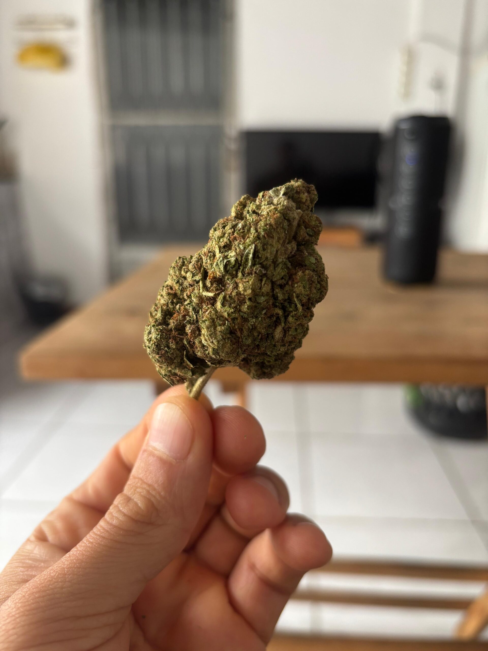 Os especialistas: os usos da “Ciência” e a regulamentação da Cannabis no Brasil